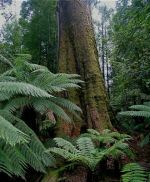 Ancient old growth forest - Interesting facts About Australia 