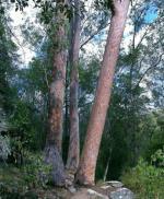 Dry sclerophyl forest - Interesting facts About Australia 