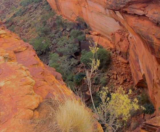 Looking deep between the sheer faces of Kings Canyon during a 3 to 4 hour  Rim Walk