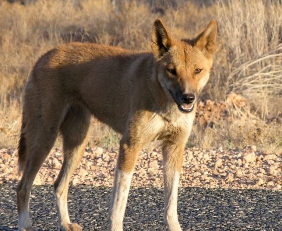 The wide ranging largest terrestrial predator in Australia, the Dingo. Regarded as a pest to farmers while a cultural icon to others, particularly in traditional Aboriginal communities