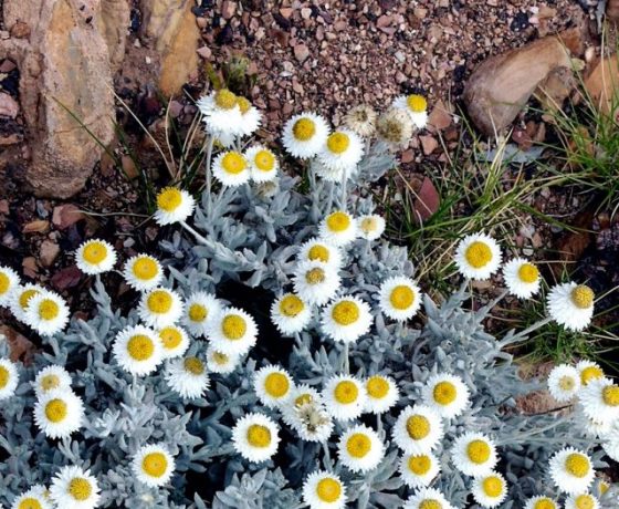 One of 1000 species of daisies in Australia, here the "Poached Eggs" make a startling trail-side showing in the sand and gravel under foot