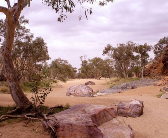 Scenic beauty and tranquility prevails in smaller gaps and water courses seldom visited by mainstream tourists adding quality to our Central Australia tours