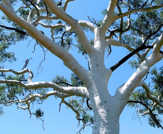 Survivor in the harsher desert regions this Ghost Gum (400 yrs old) wraps itself in bark designed to reflect the heat of the hottest days