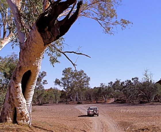 The most ancient of water ways like the Finke River may on the surface appear to be dry but remain the source of life and beauty throughout the desert heartland 