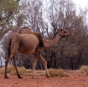 Camel roaming, seen on the Central Australia Red Centre Tour