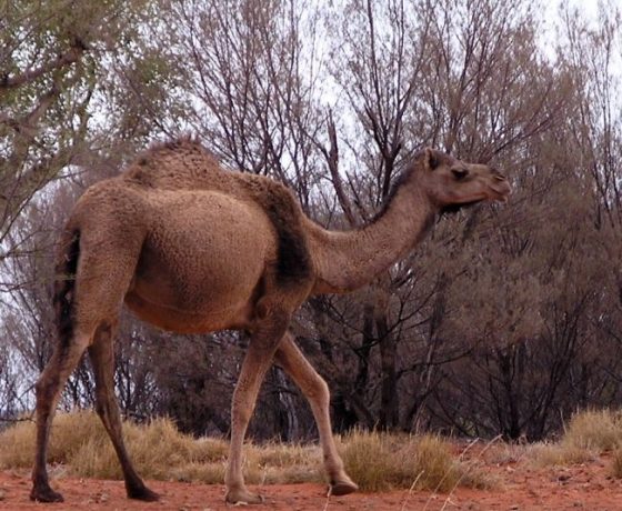 One of 600,000 or more camels now roaming wild following the original working stock imported to assist exploration and settlement of the remote desert lands