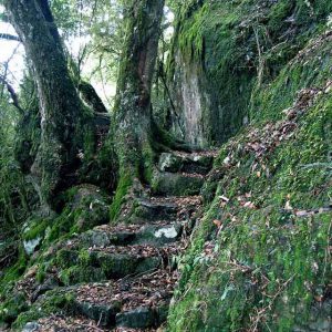Staircase leading up through the Gondwana Rainforest on our world heritage tours and wilderness tours