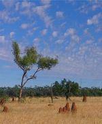 Savannah grasslands - Interesting facts About Australia 