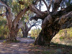 River Red Gums lining the Darling River