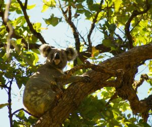 Koala in tree, seen on our Border Ranges Short Break Tour