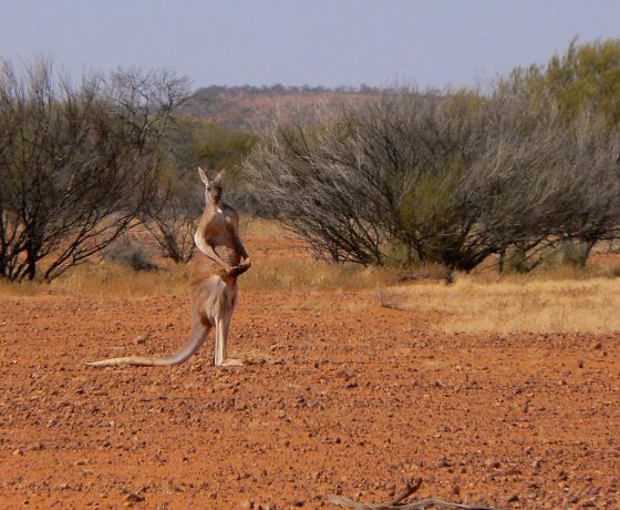 Tall, alert and powerful, the Big Red Kangaroos of Sturt National Park desert Mulga country are one of the largest living marsupials. 
