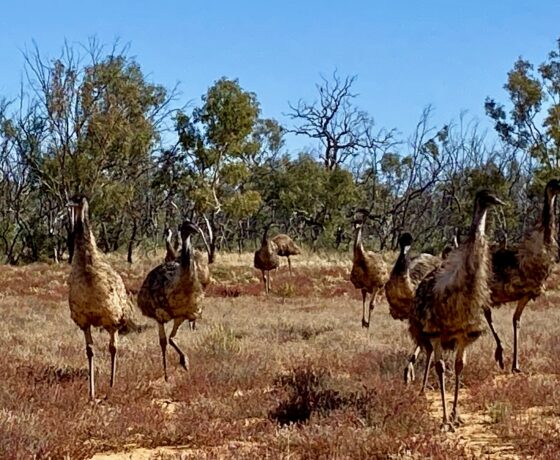 Curious Emu Family visiting our vehicle