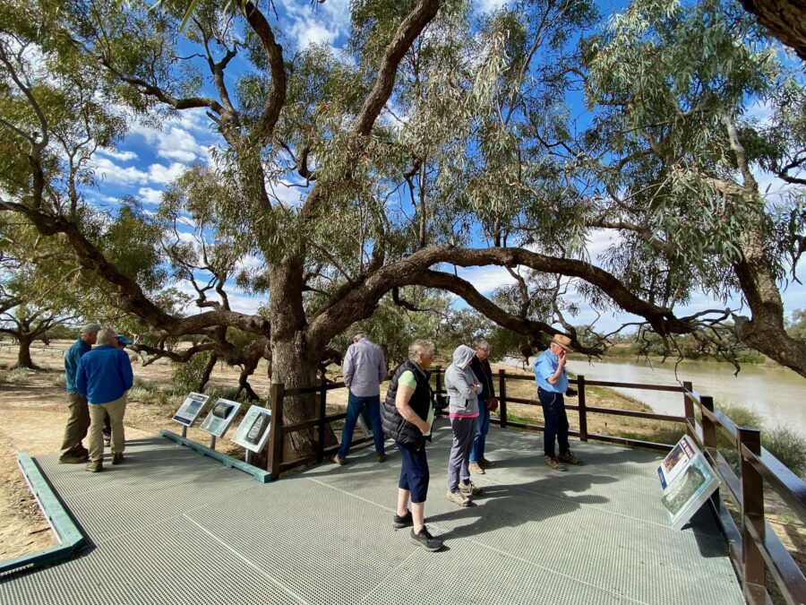 Group gathering knowledge of arguably Australia's most famous tree - The Dig Tree
