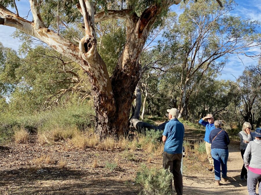 Group inspecting wildlife nesting hollow in magnificent River Red Gum