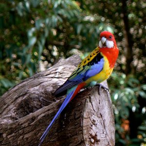 Eastern Rosella seen on our Uniquely Australia Land of Contrasts and Great Divide Tours