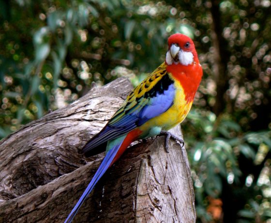 Australia is blessed with colourful and gregarious birds, approx 850 species, some prolific and others endangered. Here the Eastern Rosella drops by to check us out