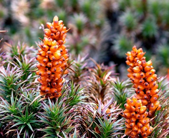 Blooms of the Scoparia heath endemic to Tasmania's alpine country