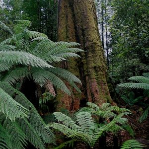 Towering tree and tree ferns fill the old growth forests visited in the Tasmania National Parks tour.