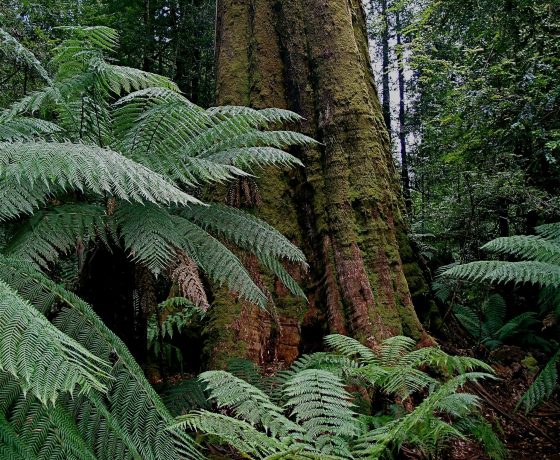 Ancient forests of towering species have been the subject of intense conservation debate and action in recent times