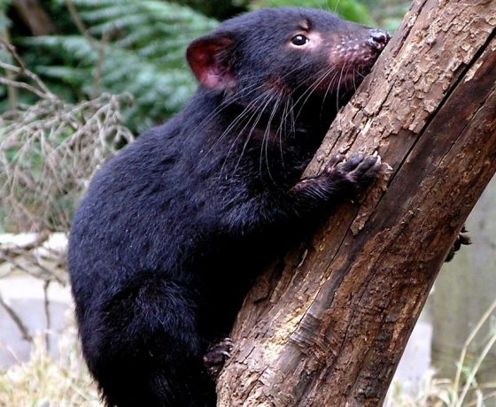 Symbol of Tasmania's wild, a Tasmanian Devil on a precarious exploratory mission