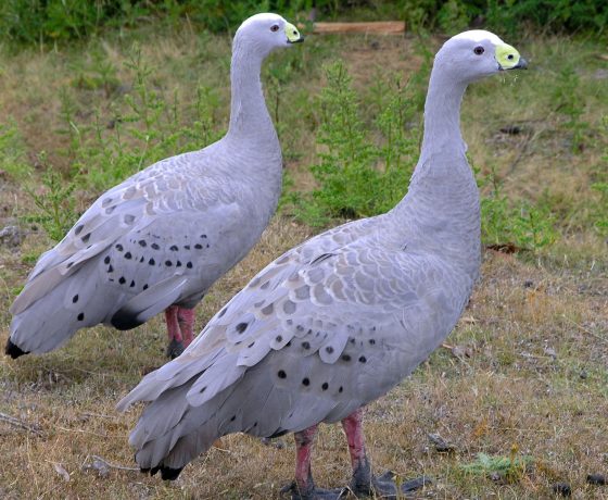 Proud and beautiful Cape Barren Geese once plundered, now a rarity, seldom swim but can be seen grazing happily in the protection of Maria Island