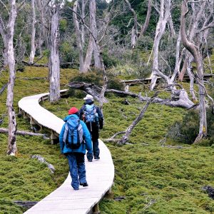 Tour participants on boardwalk in Cradle Mountain forest on our Tasmania National Parks Tour