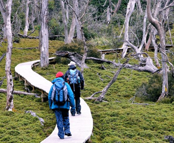 Tour participants walk the protective board walk through Cradle Mountain National Park forest