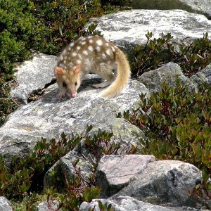 Eastern Quoll spotted on Cradle Mountain trail on Tasmania National Parks tour