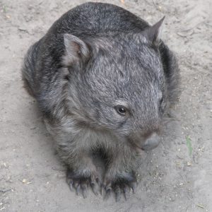 Common wombat of Tasmania native resident of Cradle Mountain on our Tasmanian National Parks Tour