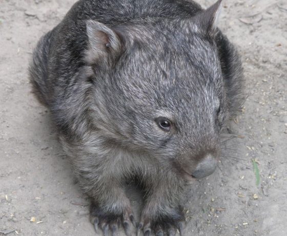 A visit to Cradle Mountain is rewarded by sightings of the burrowing marsupial, the Common Wombat, native of Australia