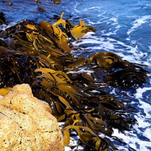 Tasman Peninsula Giant Kelp seen on a Tasmania National Parks tour
