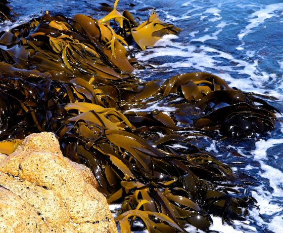 Forests of Giant Kelp lap the shore of Tasman Peninsula but sea warming has rendered them endangered 