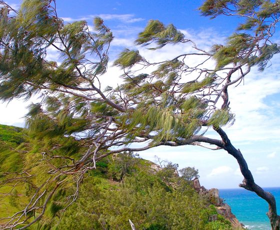 Windswept seafront at Joseph Banks Conservation Park and village of 1770 a delightful and historic place to reflect on white man's arrival on Australian shores and the impact on the First Peoples which followed.