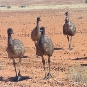 Emus of the desert on our Lake Eyre Red Centre Tour