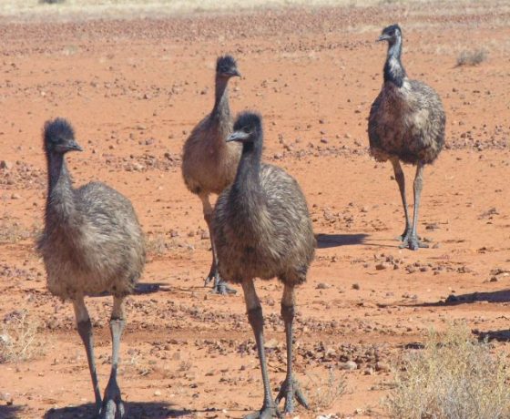 Australia's largest and flightless bird, the Emu can be an instinctively curious creature with a shaggy but practical coat and powerful enduring legs - not to overlook those feet !!!