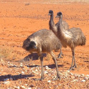 Emus in the Sturt National Park seen on the Corner Country Outback Tour