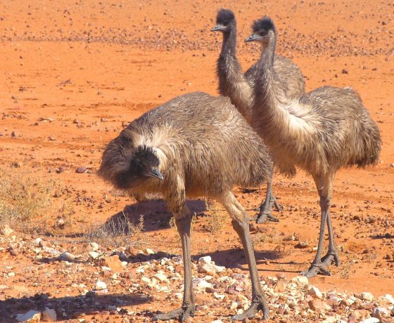 Emus are certain creatures of curiosity. Along with big red and grey kangaroos and eagles they range in large numbers throughout the Sturt National Park we traverse en route to Cameron Corner