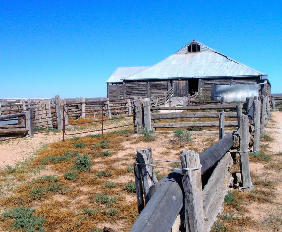 The historic Mungo Woolshed 1869, is built of termite resistant drop log cypress pine and once had 18 men shearing 50,000 sheep a season