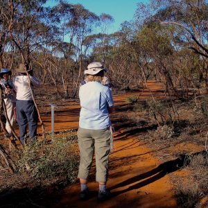 Walking trails through the Mungo Mallee Scrub, Big Rivers Outback NSW Tour