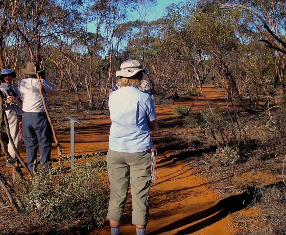 A distinctly different ecosystem known as the Mallee Woodland, with its multi-stemmed Eucalypt trees, is known for its variety of reptiles, the shy and wary, mound building Malleefowl