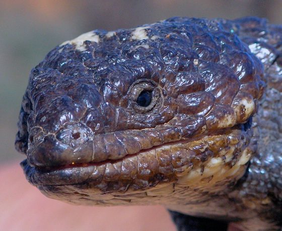 The slow moving Shingleback Lizard's best defence against Dingoes, Foxes and other predators is its blue tongue and confusing look alike head and tail