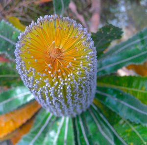 Banksia Spinulosa in full bloom on Great Divide Tour