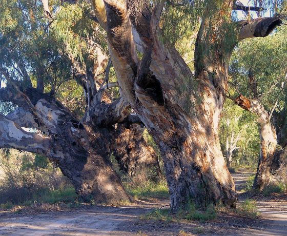 The trail winds through magnificent River Red Gums along the banks of the Darling River