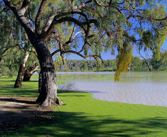 A carpet of freshwater weed edges the backwaters of the Darling River flow into Menindee Lakes 