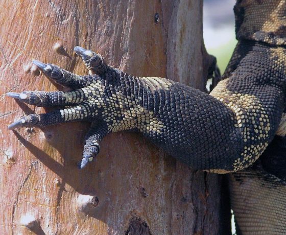 The Lace Monitor or Goanna can grow up to 2 m long and weigh 20kgs, foraging for prey 3 kms a day. With claws to grip it is an agile tree climber