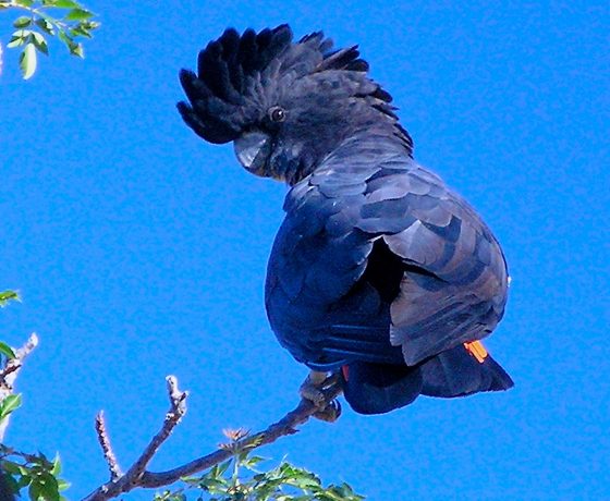 Flocks of screeching Red-tailed Black Cockatoos frequent the wildlife corridor of trees lining the Darling River