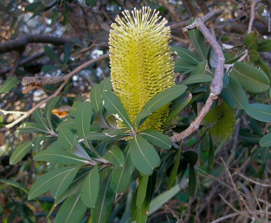 Intricately designed and showy, one of 900 species of Banksia that catch the attention of trail walkers as well as nectar feeding birds