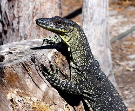 Scavenging Sand Goannas frequent the visitation points of travellers on world heritage Fraser Island 