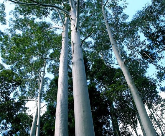 Growing in sand on the worlds largest sand island, the towering forests of Flooded Gums and Satinay call for some astute biological reasoning