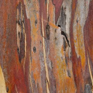 Red Eucalypt or Gum Tree bark, Queensland Outback to Reef Tour